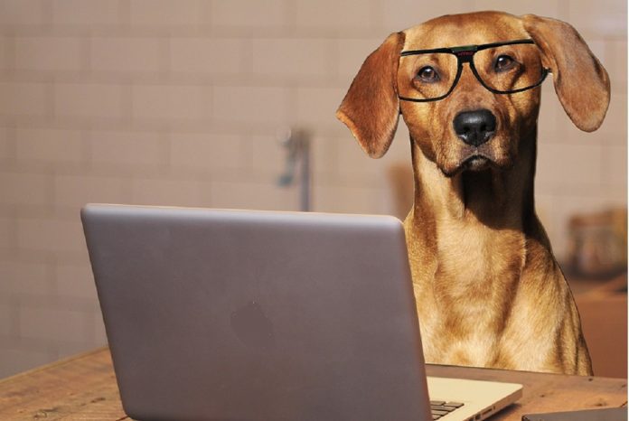 dog sitting at laptop