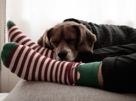 dog asleep on owners feet in christmas socks