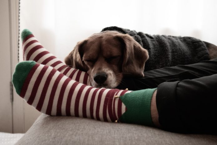 dog asleep on owners feet in christmas socks