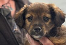 Paws For A Cause, Calling all senior corporate leaders Dogs Trust - Paws for a Cause