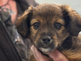 Dogs Trust - Paws for a Cause
